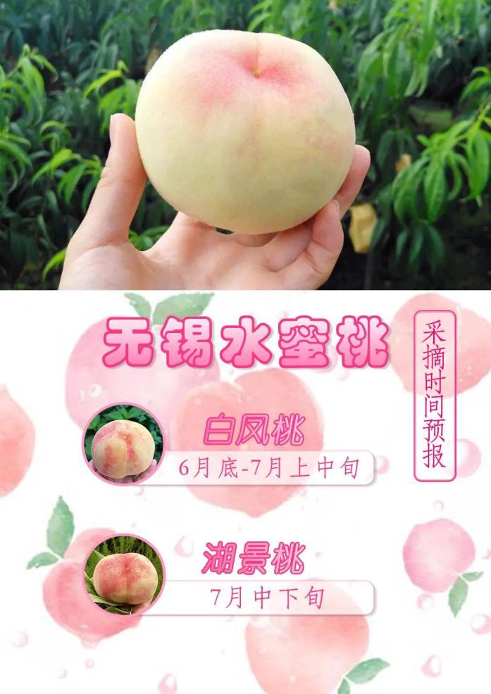 蜜桃的简单介绍