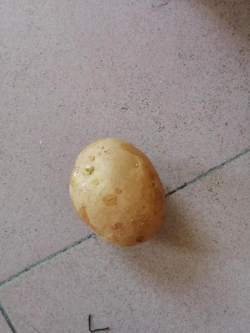 土豆-土豆发芽了还可以吃吗