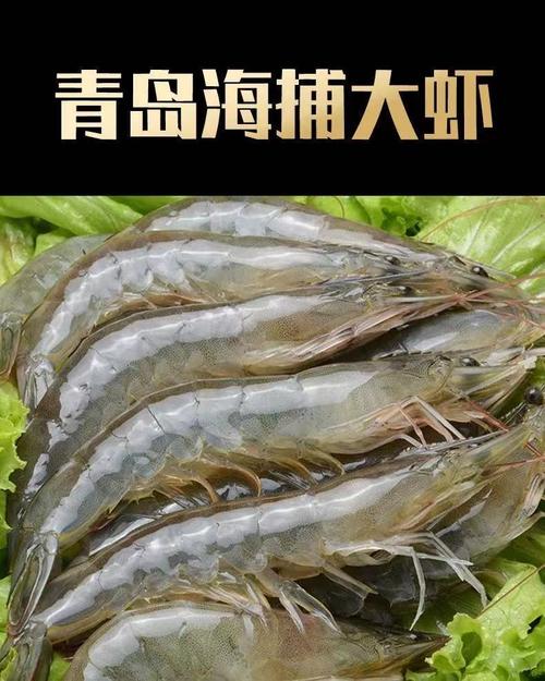 青岛虾-青岛虾的种类