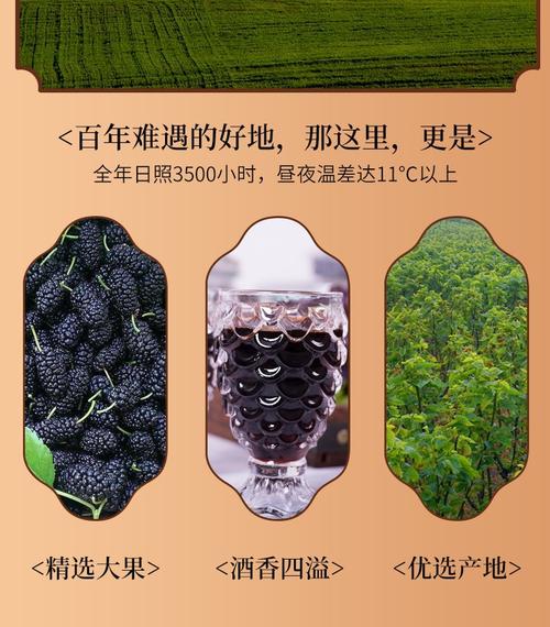 桑葚酒-桑葚酒的功效与作用