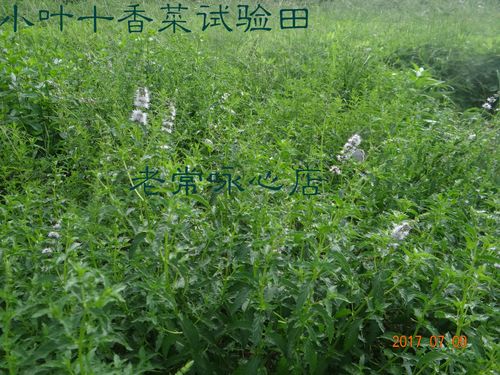 十香菜-十香菜图片