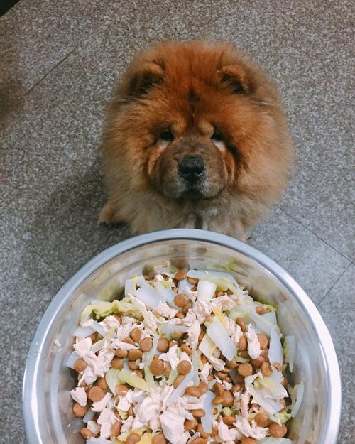 狗食-狗食自制做法大全