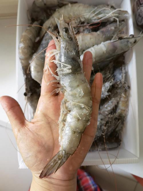 厄瓜多尔白虾-厄瓜多尔白虾是海虾还是淡水虾