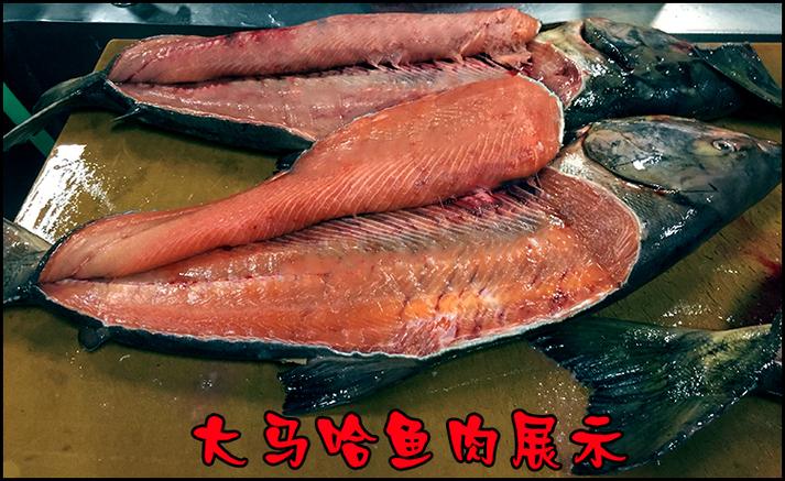 大马哈-大马哈鱼