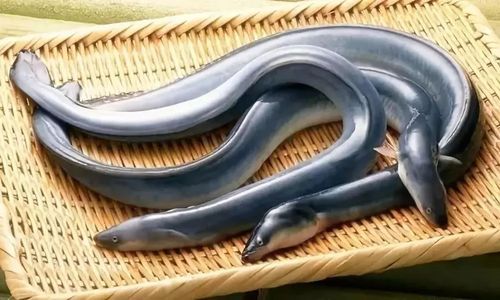 河鳗-河鳗鱼图片