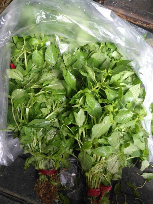 荆芥怎么吃-荆芥怎么吃好吃又简单