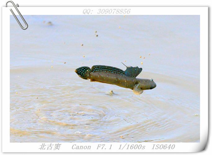 跳鱼-跳鱼图片大全