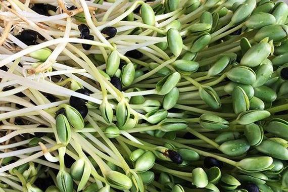 绿色豆芽-绿色豆芽能吃吗