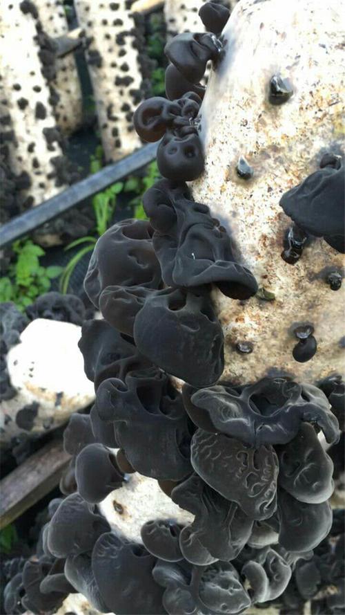黑木耳-