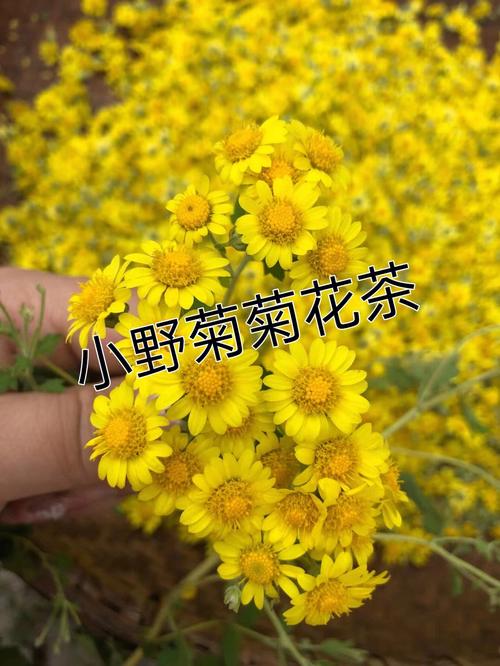 野菊花茶-野菊花茶的功效