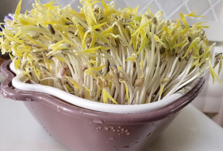 在家自己生绿豆芽怎么生-在家自己生绿豆芽怎么生长