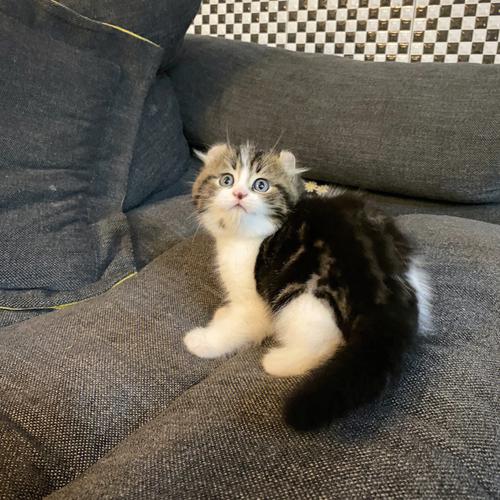 卷耳-卷耳猫