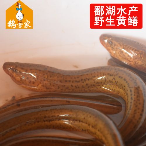 长鱼-长鱼和黄鳝一样吗