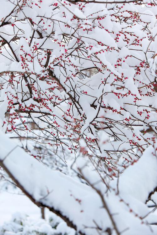 白雪红梅-白雪红梅木天蓼