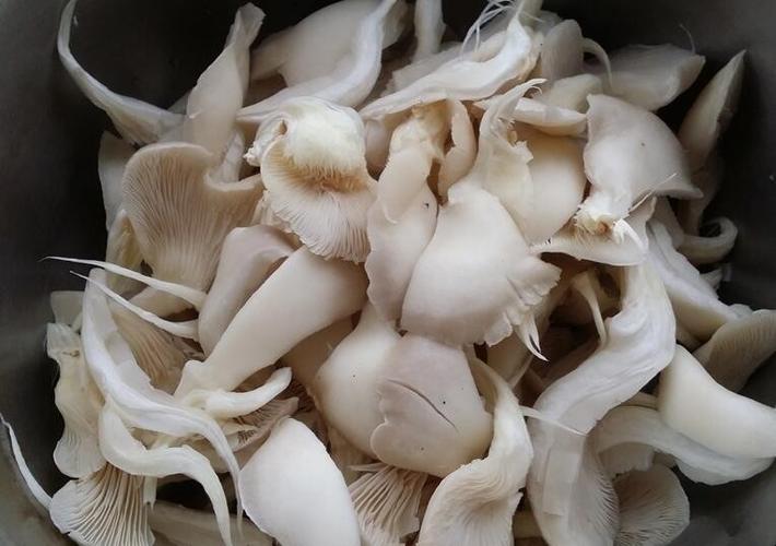 凤尾菇-凤尾菇的图片