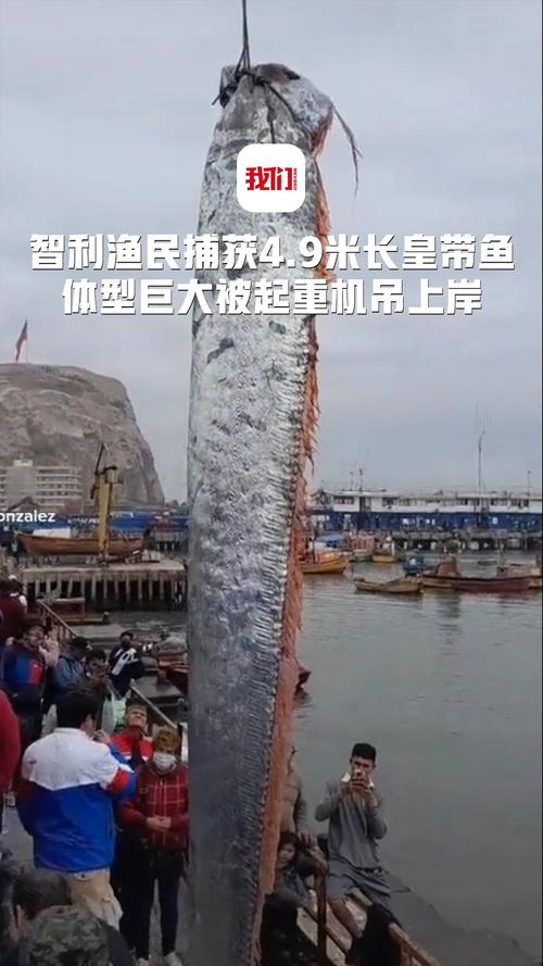 黄带鱼-皇带鱼是鱼吗