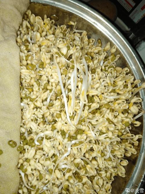 豆芽制作-豆芽制作方法视频教程