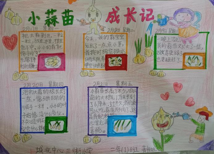 蒜苗-蒜苗1一7天的成长记录图