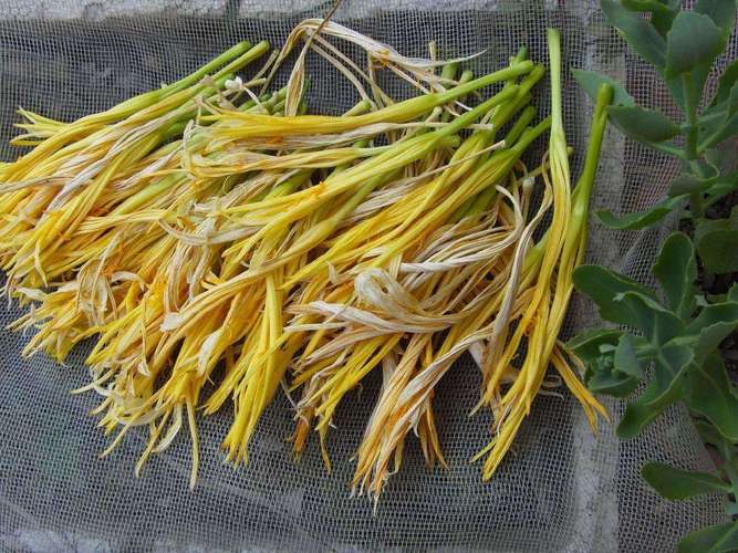 黄花菜都凉了-黄花菜都凉了下一句怎么接