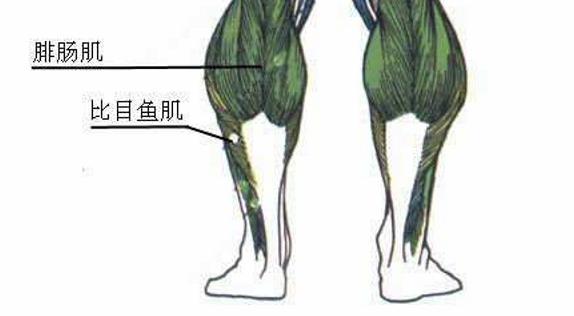 比目鱼-比目鱼肌的功能和作用