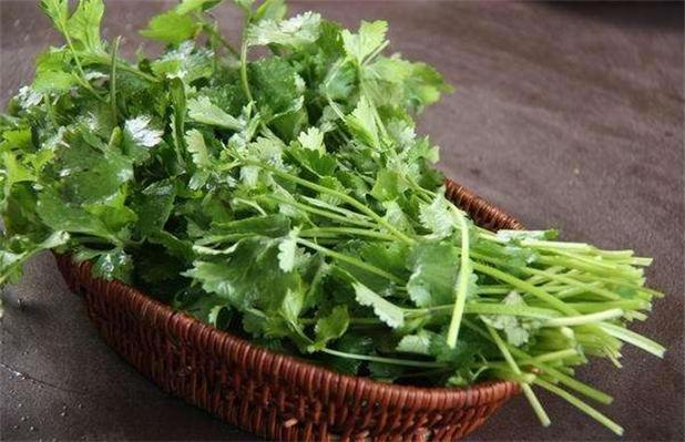 香菜-香菜的功效与作用