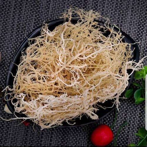 石花菜-石花菜图片高清大图