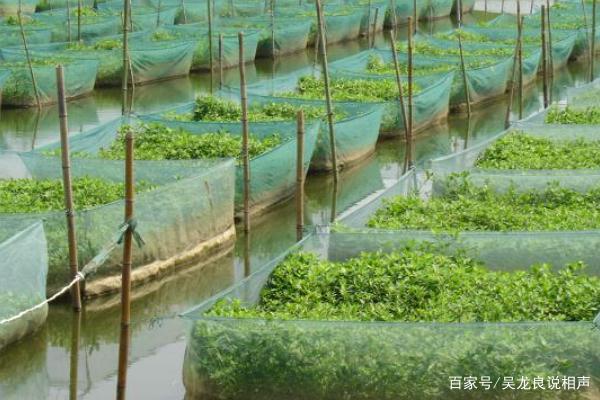 黄鳝鱼-黄鳝鱼养殖技术怎样养如何建池塘