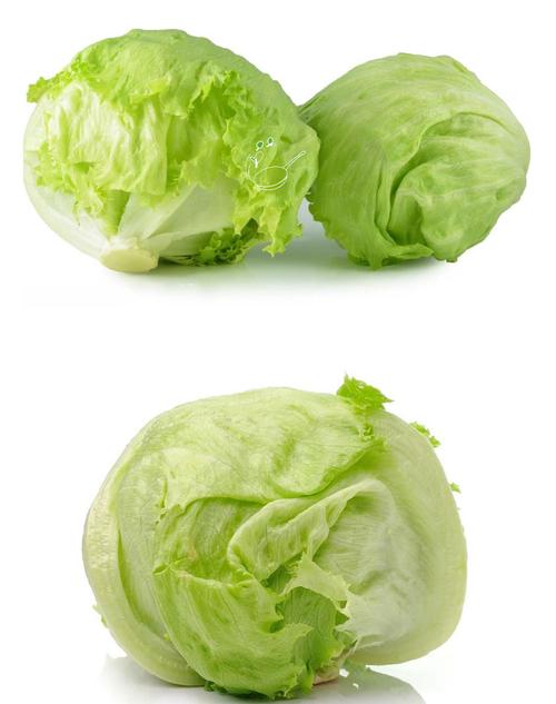 圆生菜-圆生菜和包菜是一个菜吗