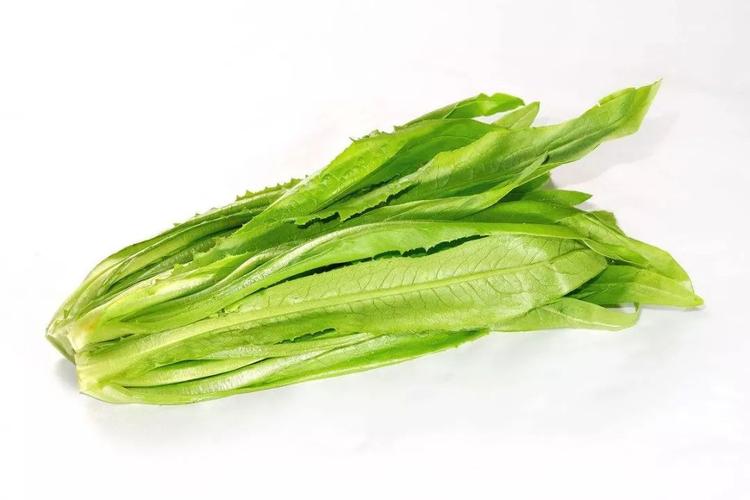 油麦菜-油麦菜图片