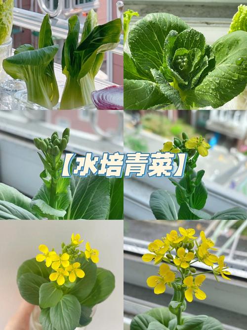 小青菜-小青菜种植时间和方法详细介绍