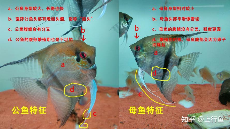 燕子鱼-燕子鱼怎么看公母图解