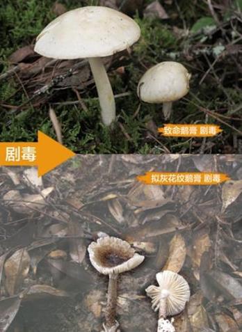 野生蘑菇-野生蘑菇中存在多种有毒品种