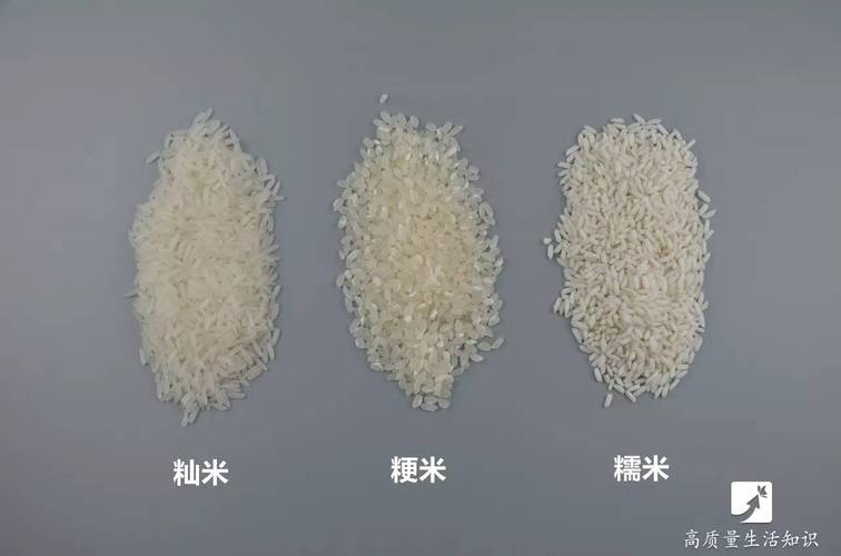 粳米粉-五常大米是籼米还是粳米
