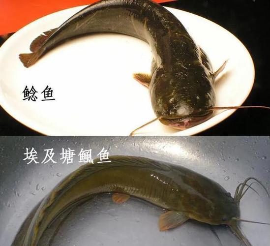 鲇鱼-鲶鱼吃了有什么好处