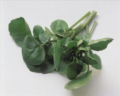 豆瓣菜-青菜种类图片