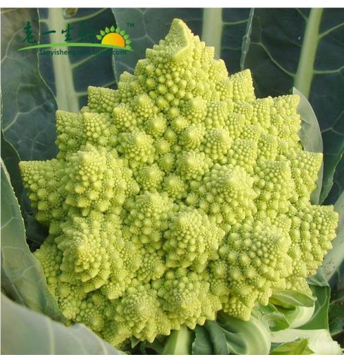 宝塔菜-宝塔菜图片